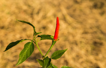 Chilli tree