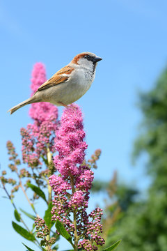 Fr&uuml;hling 306