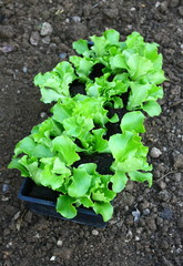 plants de salade pour plantations
