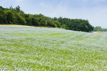 landscape with flax field, Czech Republic