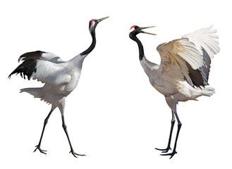 couple dancing japanese cranes