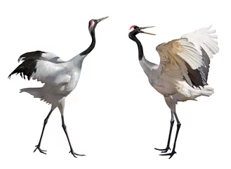 Fotobehang Kraanvogels couple dancing japanese cranes  © Alexander Potapov