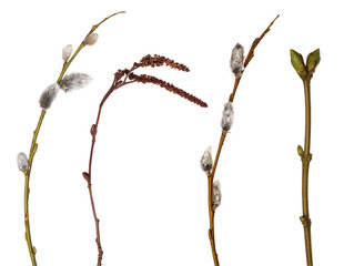 set of spring tree isolated branches