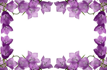 Fototapeta na wymiar pink campanula flowers frame isolated on white