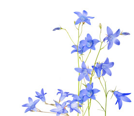 Fototapeta na wymiar isolated blue campanula flowers composition