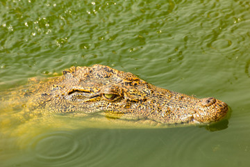 small crocodile swimming above water in the wild