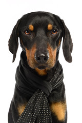 Obraz premium Bracke