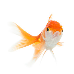 Fototapeta premium Close up of swimming goldfish, isolated on white