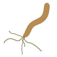 cartoon image of helicobacter pylori