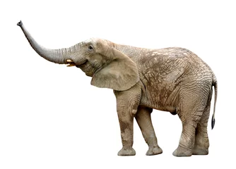 Crédence de cuisine en verre imprimé Éléphant African elephant isolated on white