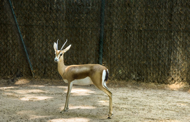 Gazelle in a zoo