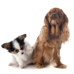 papillon puppy and cavalier king charles