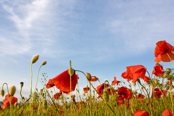 poppy and sky