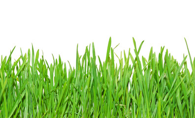 Obraz premium Green grass
