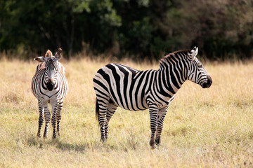 Fototapeta na wymiar Grevy's Zebra Masai Mara reserve Kenya Africa