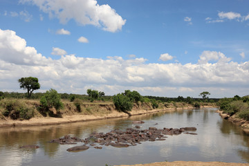  Hippopotamus masai mara river kenya
