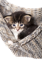 Fototapeta na wymiar małe kocięta siedzi na drutach szalik
