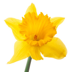 Fototapeta premium Daffodil flower or narcissus isolated on white background cutout