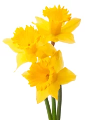 Poster Daffodil flower or narcissus  bouquet  isolated on white backgro © Natika