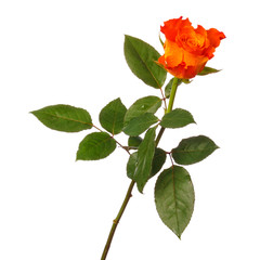Obraz premium Orange rose