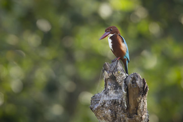 White-throated kingfisher bird in Nepal