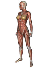 Female Anatomy Figure