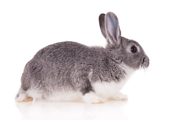Rabbit on white background