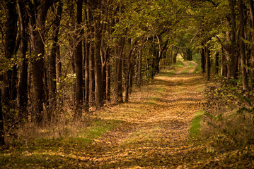 Fall forest path