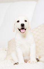 Close up of sitting on the white leather sofa Labrador puppy