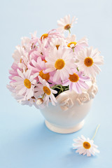 delicate daisy flowers closeup