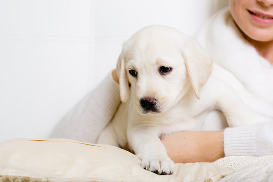 Closeup of white Labrador puppy on the hands of woman
