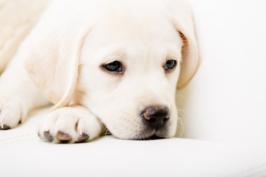 Close up of sad white Labrador puppy lying on the white sofa