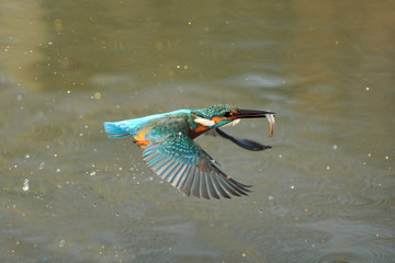 Obraz premium 翡翠の捕食