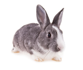 Rabbit on white background
