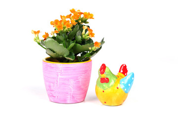 Kalanchoe zur Dekoration
