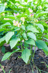 Chili peppers growing in the garden