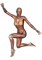 Female Anatomy Figure
