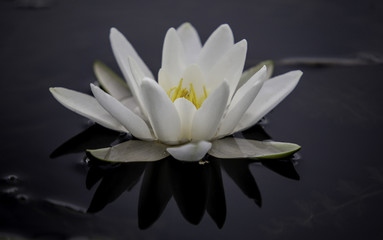 waterlily