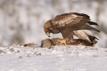 Golden Eagle