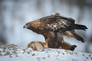 Golden Eagle Matriarch