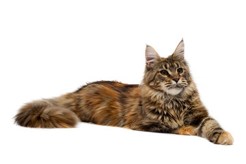 Cat breed Maine Coon is imperiously