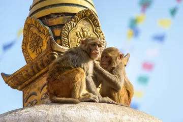 Rolgordijnen Two macaques on top of chorten © Thomas Dutour