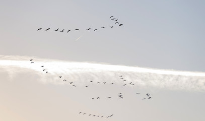 Geese flying in a blue sky in winter