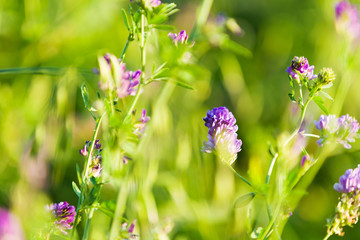 Flowers in field
