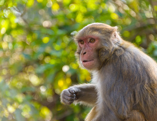 Macaque monkey