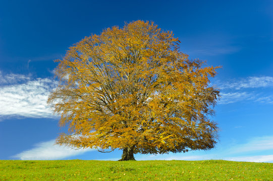 big single beech tree at autumn