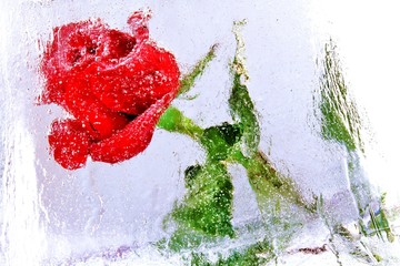 Rose im Eis eingefroren