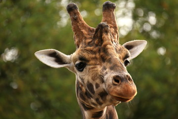 Obraz premium Giraffe