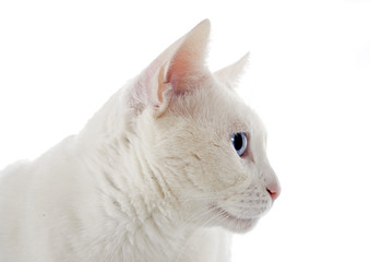 white cat