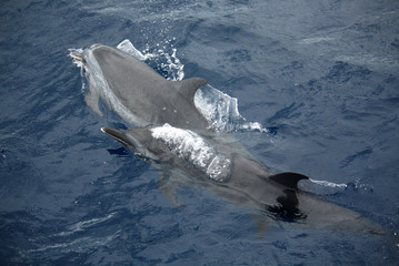 dauphins